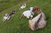 73 Caprette a riposo